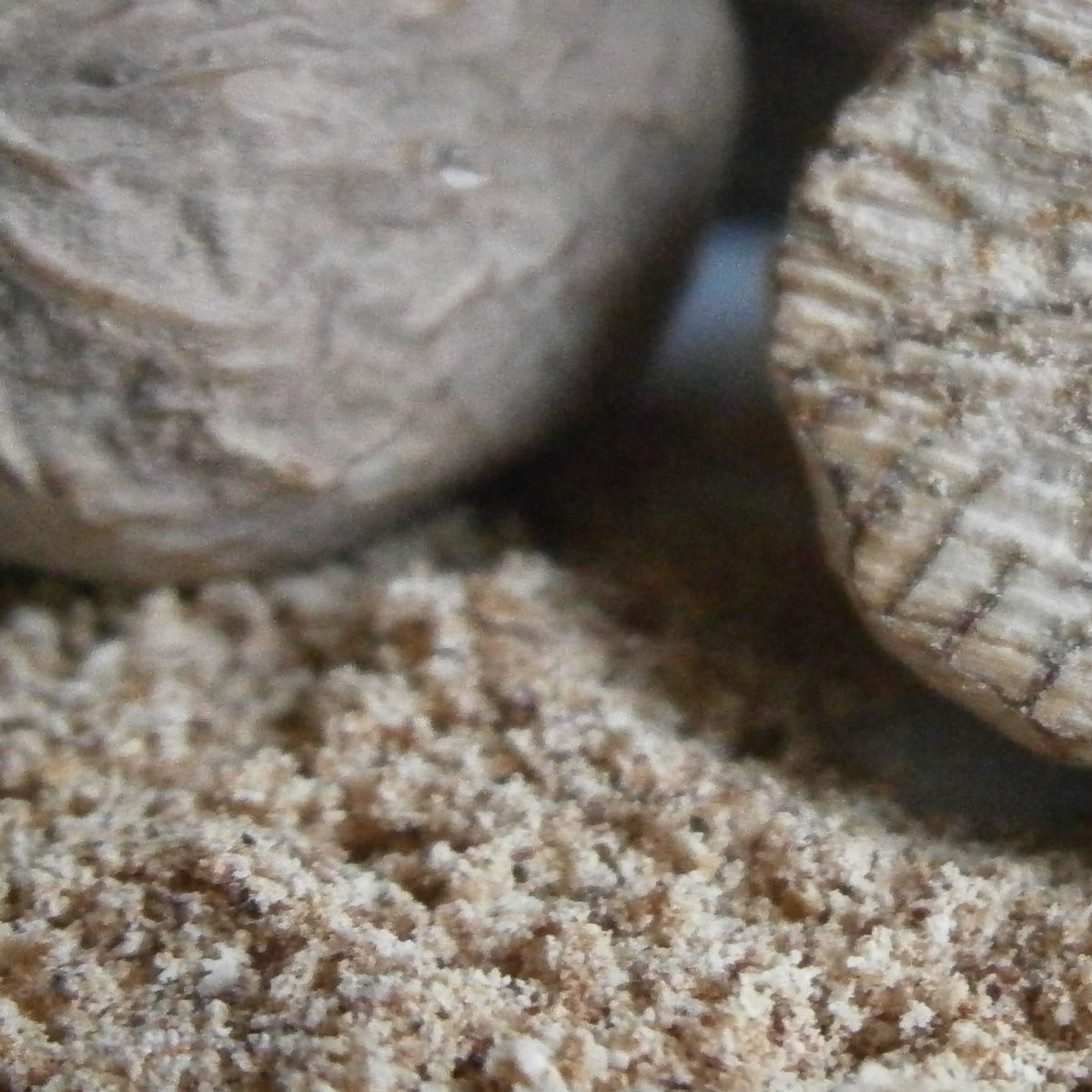 Szerecsendió por (Moluccas-szigetek) - 30g